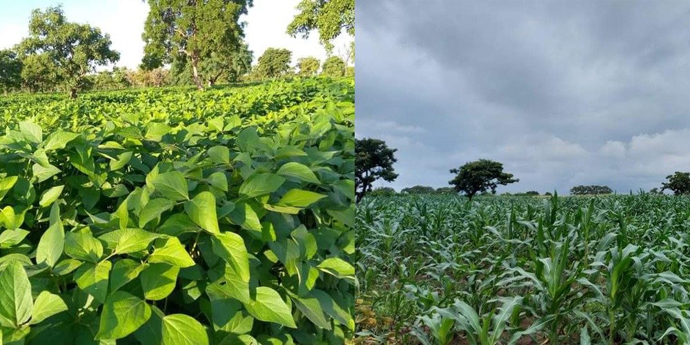 Food Security and Agriculture